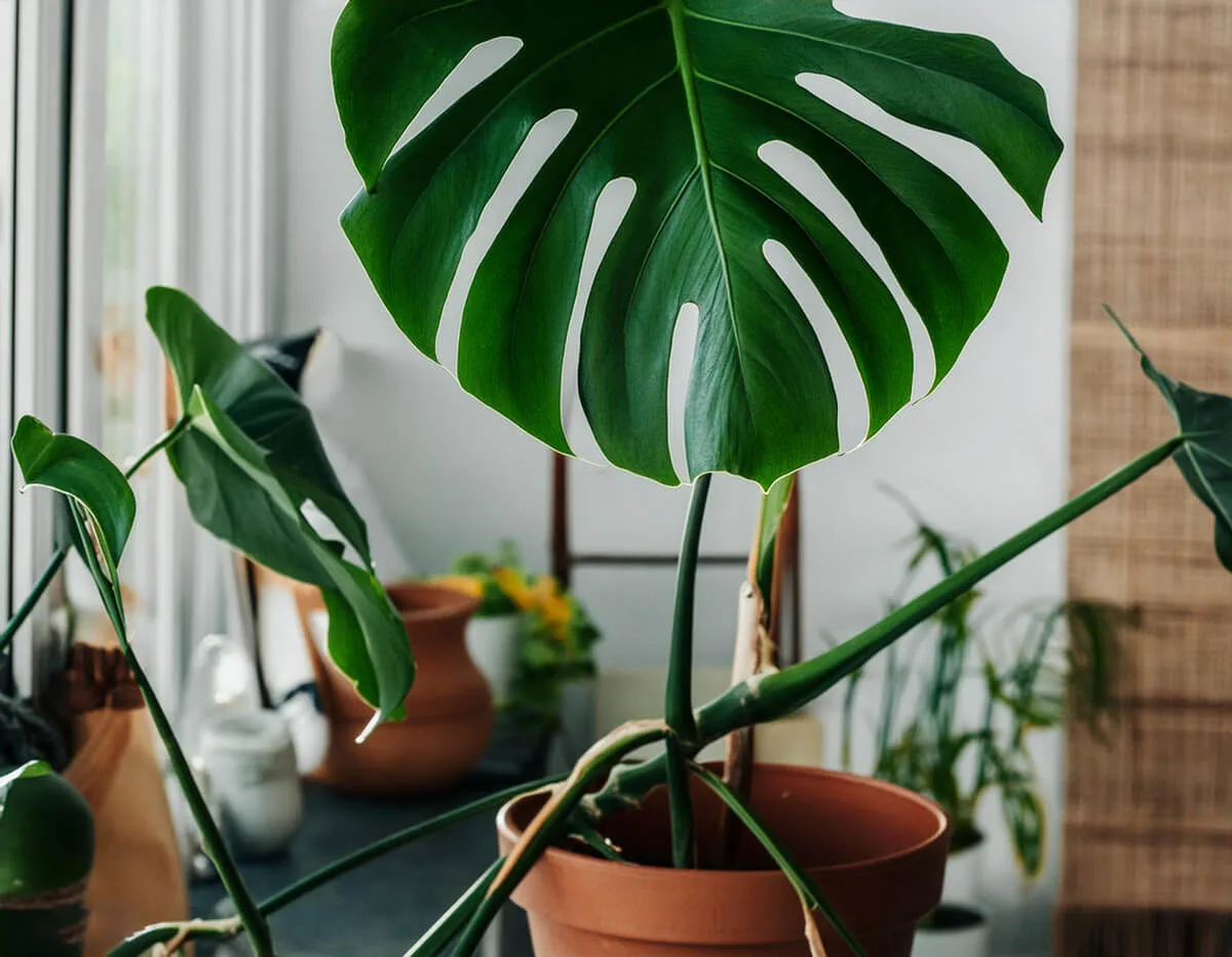 Μονστέρα - Monstera deliciosa